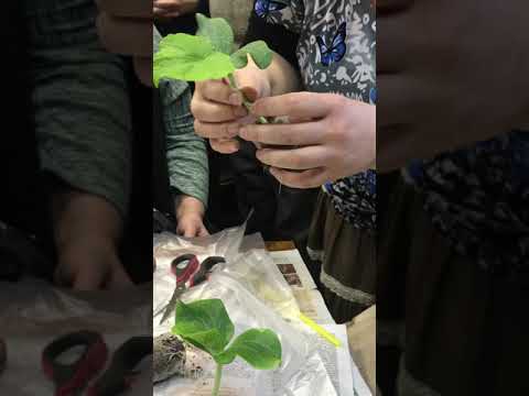 Видео: Второй способ прививки дыни на тыкву