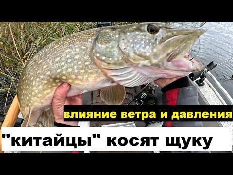 Видео: "Китайцы" косят.  Влияние давления и ветра на клев.