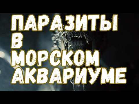 Видео: Как НАВСЕГДА избавиться от аптазий в морском аквариуме?