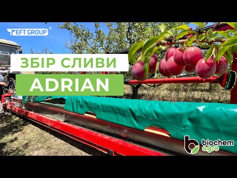 Видео: Збір сливи за допомогою платформи Adrian