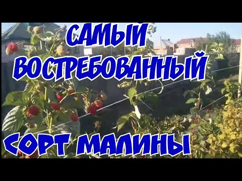 Видео: «ЛУЧШИЕ МИРОВЫЕ СОРТА малины:МАЛИНА (МАРАВИЛЛА)!»