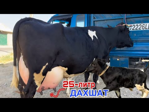 Видео: 25-литр ШИР ДАХШАТ молхои АФЗАЛШО 5 августа 2025 г.
