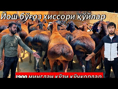 Видео: Йош егизакчи бўғоз қўйларни зўрлари🔥 Бегзодбек қўй фермасидан