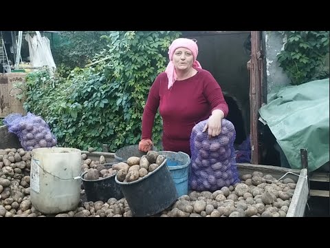 Видео: Врожай картоплі, домашні біляші, підготовка до зими в селі