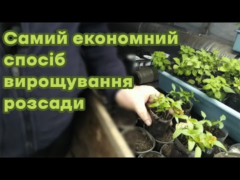 Видео: Самий економний спосіб вирощування розсади