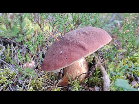 Видео: Тихая охота. Сентябрь 2024. Снова в Заходское.