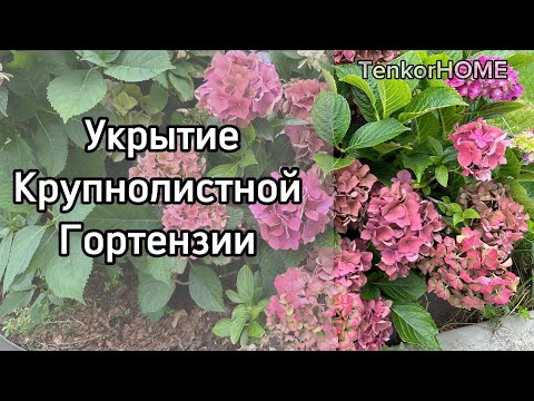 Видео: Срочно! Укрытие крупнолистной гортензии !