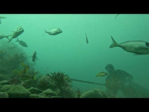 Видео: Подводная охота — самое популярное место в Веллингтоне, Новая Зеландия