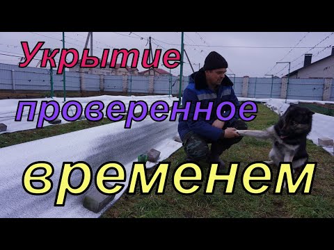 Видео: Виноград .Укрывать или не укрывать на зиму ?