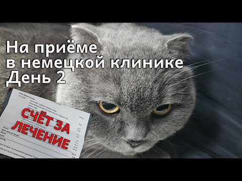 Видео: На приёме в больнице /Счет за лечение /День 2 / Сильвер заболел