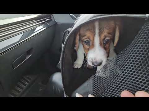 Видео: Джек рассел терьер -  Арчи | Покупка щенка | Первый день малыша в доме