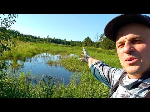 Видео: На цьому болоті давно ніхто не рибачив! Я прозрів, коли закинув туди удочку! Рибалка на кивок