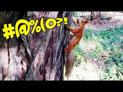 Видео: Как ругается БЕЛКА ＼(◣_◢)／обругала меня недовольная белка :)
