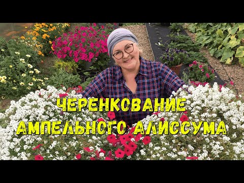 Видео: Как правильно черенковать алиссум осенью, чтобы все укоренилось