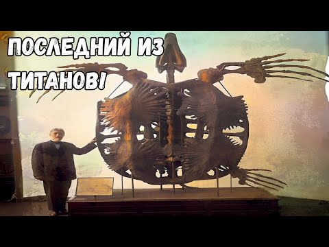 Видео: Крупнейшая Черепаха в Истории Земли