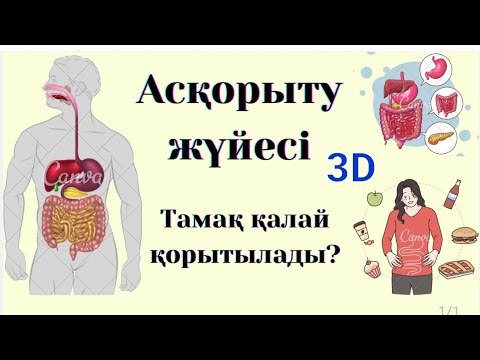 Видео: Асқорыту жүйесі | Тамақ қалай қорытылады ?