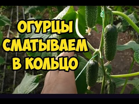 Видео: Выращивание огурцов в один ствол с приспусканием в кольцо!