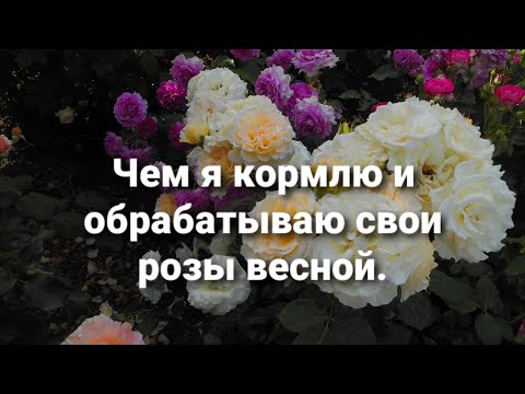 Видео: Мой уход за розами в весенний период.