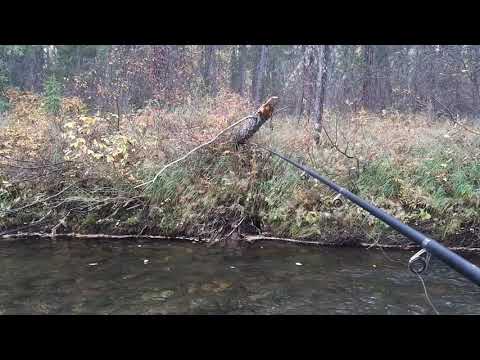 Видео: Рыбалка на хариус осень сентябрь, бешеный клев полный кан.