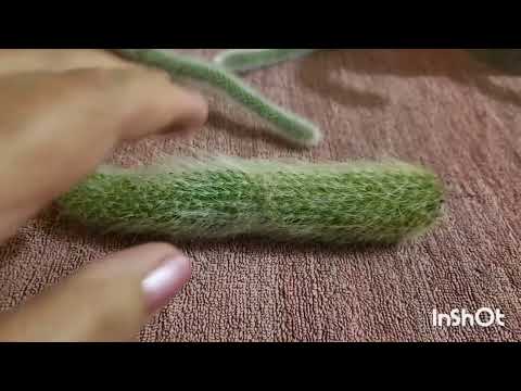 Видео: Обезьяньи Бега или Как вырастить из семян Хильдевинтеру. Проект двух каналов. 24.03.2024.