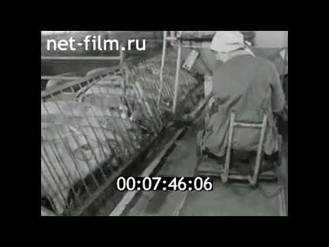 Видео: 1986г. свиноводческий комплекс "Искра". Рязанская обл