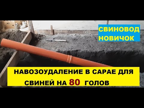 Видео: Навозоудаление в сарае для свиней, на 80 голов откорма. Детальный обзор. Свиноводство.