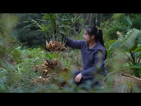 Видео: В глубоких горах Китая имбирь можно использовать таким образом?