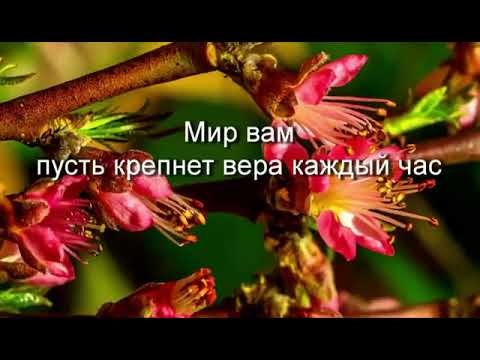 Видео: Мир вам братья и сёстры!