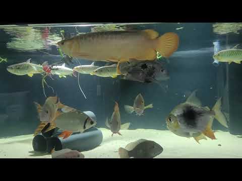 Видео: В гостях у Давида Ставропольский край 2024г