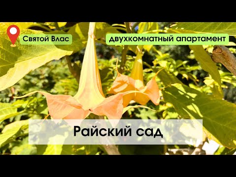 Видео: Райский сад. Святой Влас. Обзор двухкомнатного апартамента.