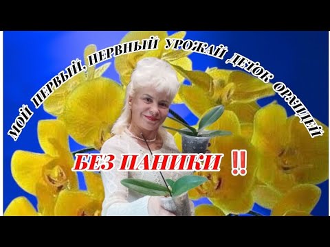 Видео: ✂️ВООРУЖЕНА И ОЧЕНЬ ОПАСНА!ИДУ ГТДЕЛЯТЬ ДЕТКУ ОРХИДЕИ ОТ МАМКИ