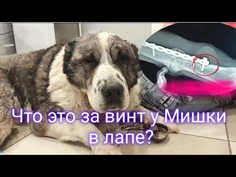 Видео: Что это у бездомного Мишки в лапе и что с этим делать? Помощь животным