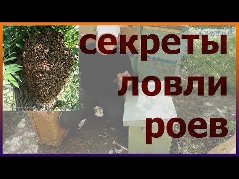 Видео: СЕКРЕТЫ ловли бродячих роев! Все мои ловушки. Как сделать ловушку для пчел