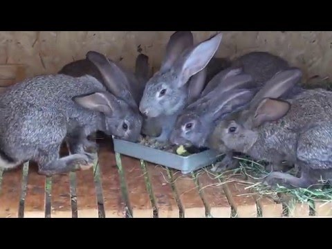 Видео: КОРМЛЕНИЕ КРОЛИКОВ МЕШАНКОЙ.