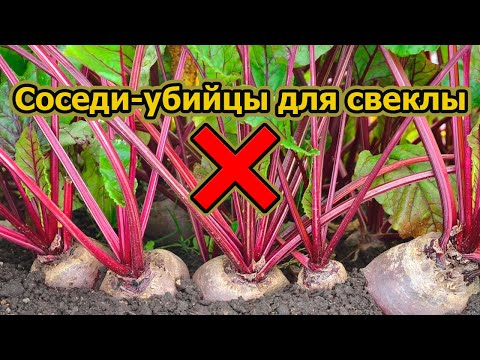 Видео: Ваша свекла будет мелкой и горькой, если рядом есть эти культуры.