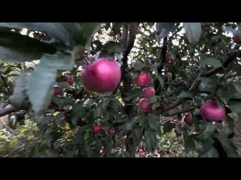 Видео: Огляд яблуневого саду 