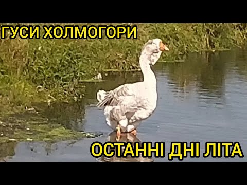 Видео: ГУСИ ХОЛМОГОРИ 2025. НАСОЛОДА ОСТАННІМИ ДНЯМИ ЛІТА. 
