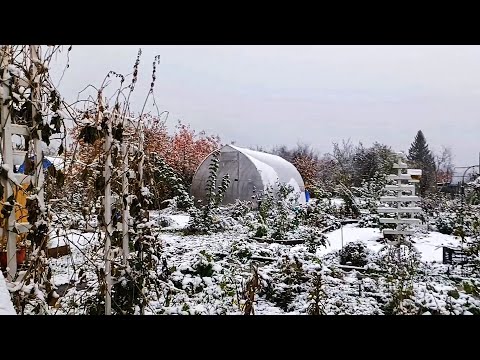 Видео: Огород в снегу, высадила первые цветы, вкусный пирог....