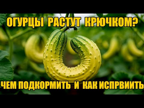 Видео: Огурцы растут крючком - чем подкормить и что делать - ПРОВЕРЕННЫЙ ГОДАМИ МЕТОД