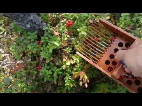 Видео: Собираем бруснику комбайном.