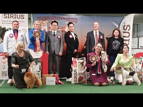 Видео: 13.09.2025, СПб. Клуб "Невский Дебют-2" (РКФ, РФСС). Выставка собак "ОСЕННИЙ БОМОНД" (САС, ЧФ)