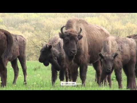 Видео: Разходка сред благородните елени и зубрите на Лудогорието