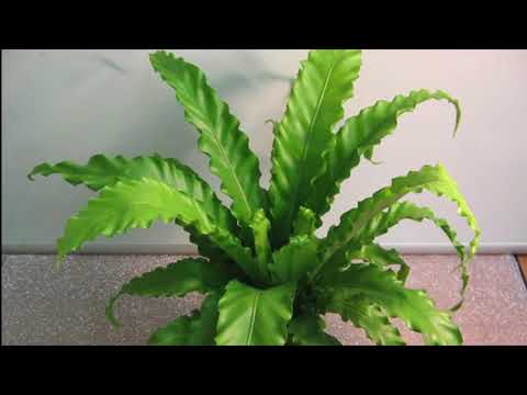 Видео: ТОП 20 Теневыносливые растения для дома