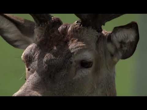 Видео: Потому что нельзя быть аленем таким