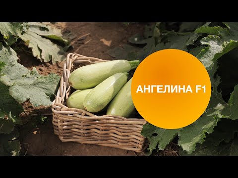 Видео: АНГЕЛИНА F1 | Овощная Усадьба