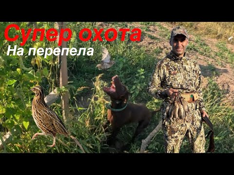 Видео: Супер охота на перепела с курцхааром 