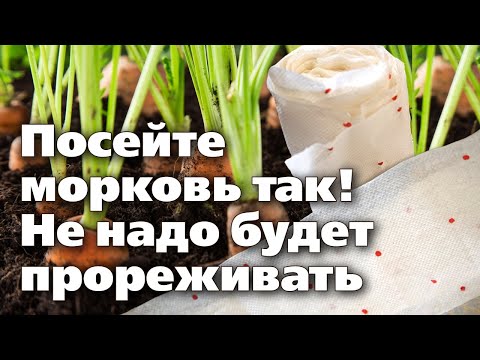 Видео: ОТЛИЧНЫЕ СПОСОБЫ ПОСЕВА МОРКОВИ. Сэкономите силы и время