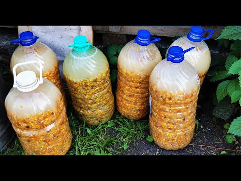 Видео: Пьяная КУКА. Рецепт приготовления ферментированной кукурузы.
