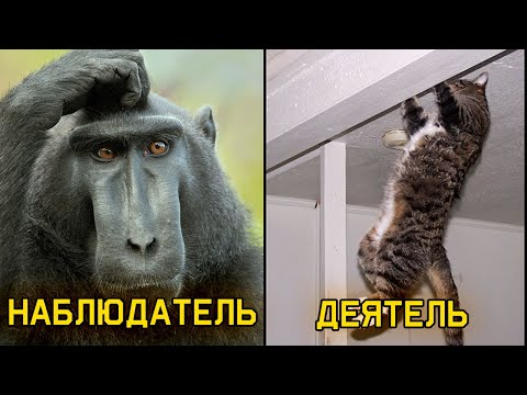 Видео: Деятели vs наблюдатели
