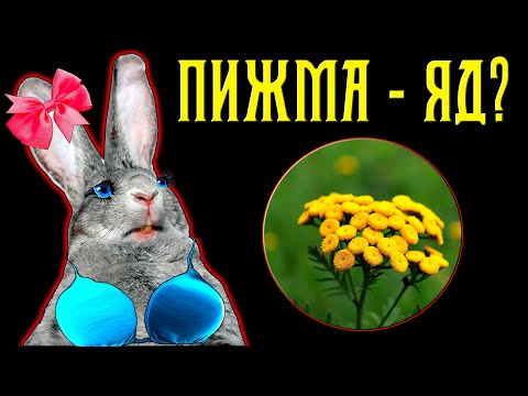 Видео: Пижма для кроликов / Аборты, польза, яд...